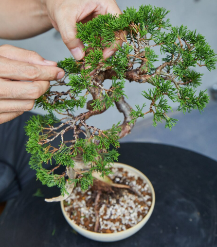 분재가 주는 심리적 안정 효과