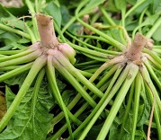 순이네섬초