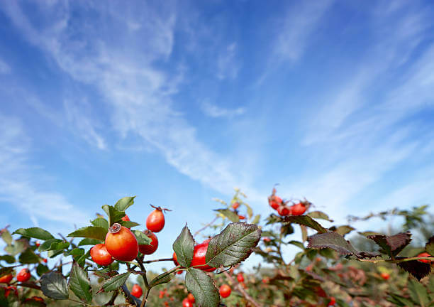로즈힙퓨레 효능, 항산화제로 면역력 키워보세요. 로즈힙은 차로도 많이 먹고 있는데 생각보다 많은 효능이 있다고 합니다.