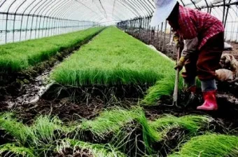 달래 재배 분구 나누기 화분 키우기 향 유지_30