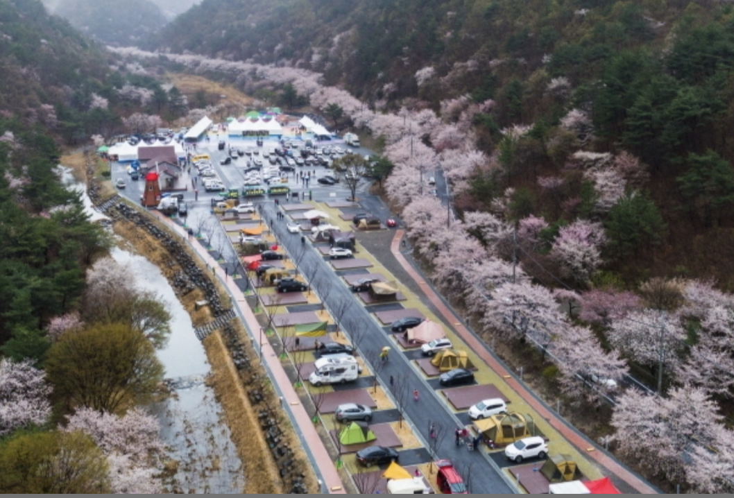 벚꽃 개화시기 2025 관련