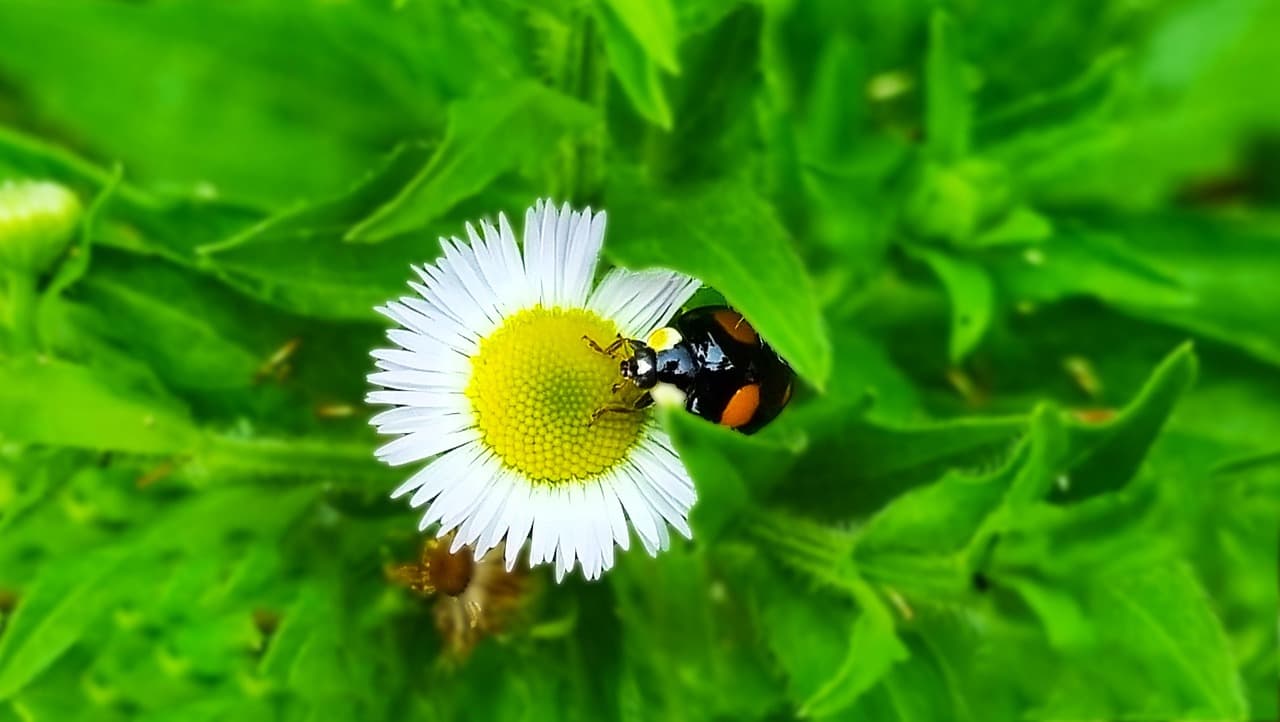 쑥갓의 맛과 효능, 그리고 영양성분 총정리