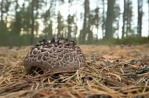 자연산 능이버섯 가격 및 효능과 주의점