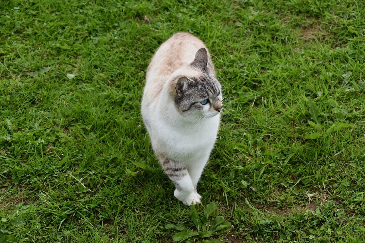 CREA 수치가 높은 경우