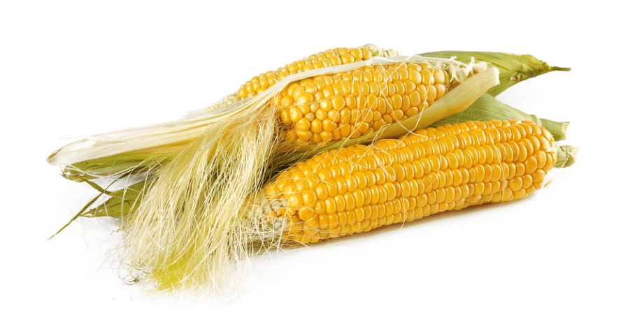 새싹이 난 검은콩들