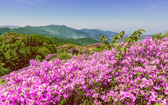 송화가루