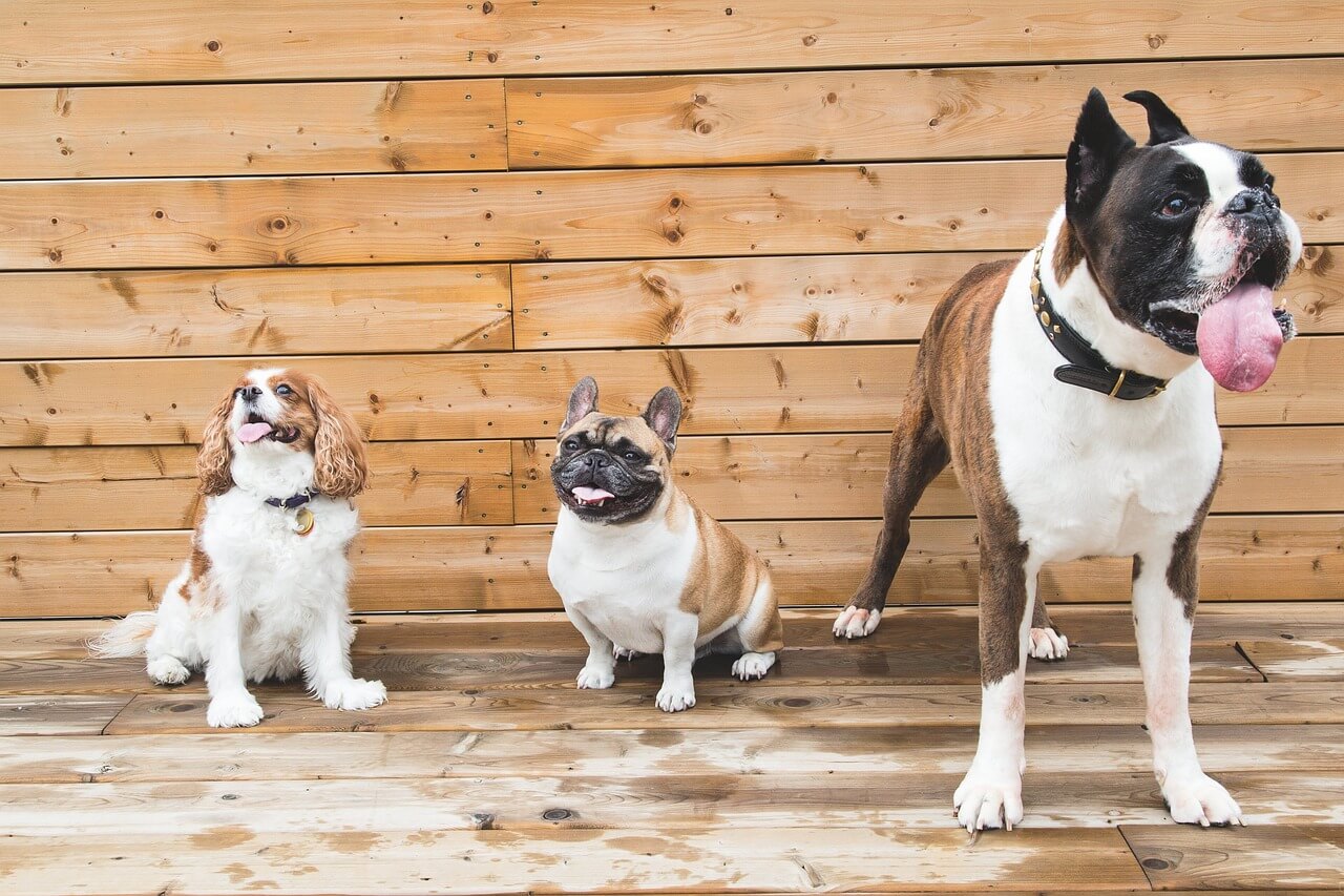 Dog Health Checkup