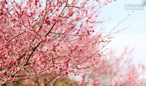 광양매화축제 기간 및 주차장 안내