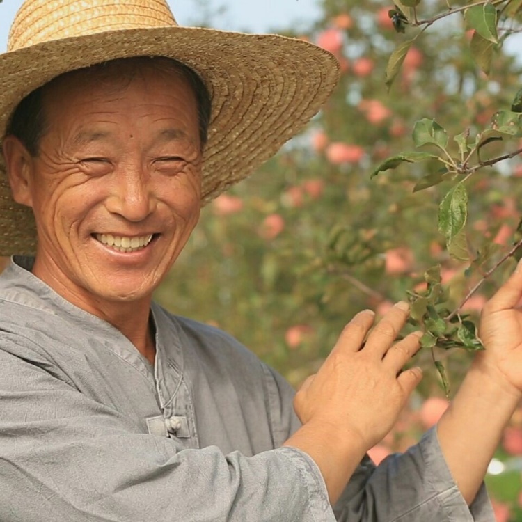  생생 트랜드 제천 리솜 포레스트 눈과 입이 즐겁다! 이색 작물 인기 빨간배, 시나노골드 농장 체험 가볼만한 곳 추천