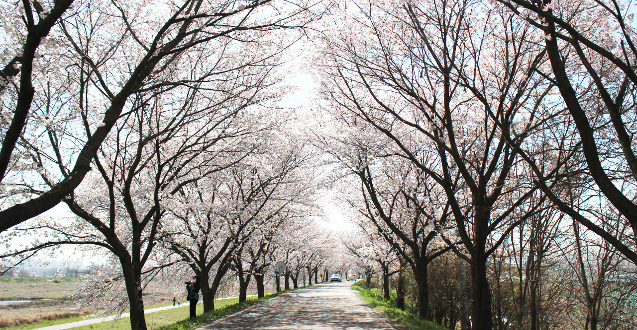 전주여행 가볼만한 곳 베스트10_ 05. 전주천 벚꽃길 &amp; 오목대 벚꽃길 (숨은명소&amp;#44; 추천시간대&amp;#44; 주차&amp;#44; 벚꽃축제)