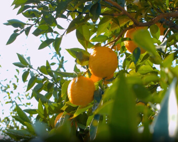 고흥 유자 축제_11