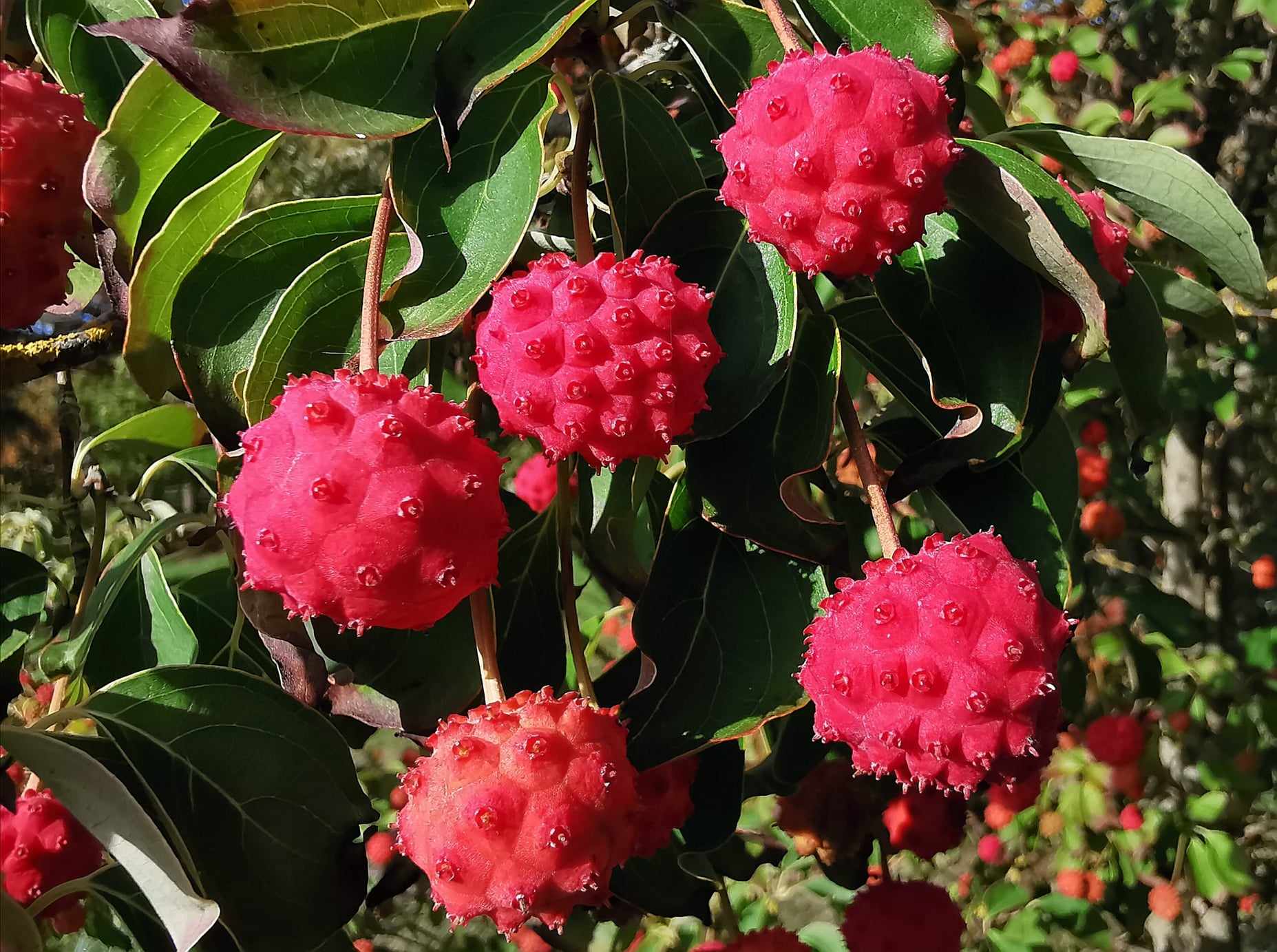 새들이 좋아하는 인기있는 나무