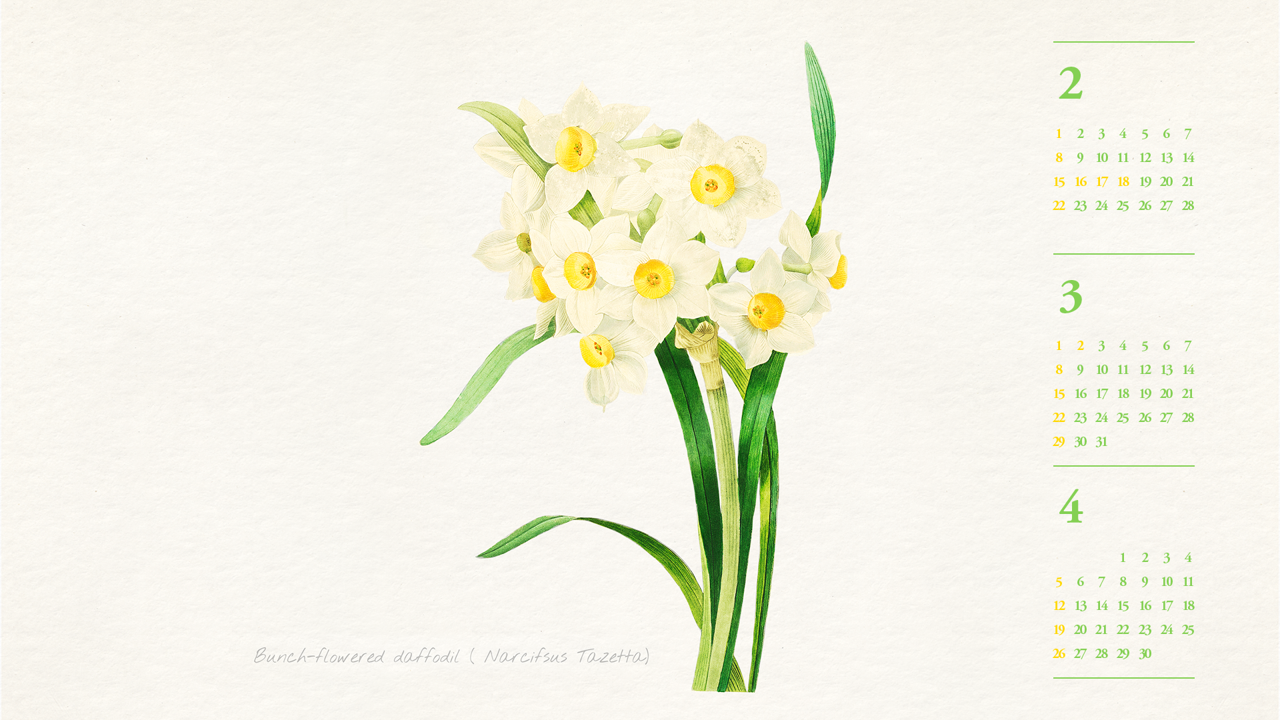 12 흰색 수선화 일러스트 B - 2026년3월 달력배경화면