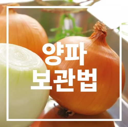 양파 보관법