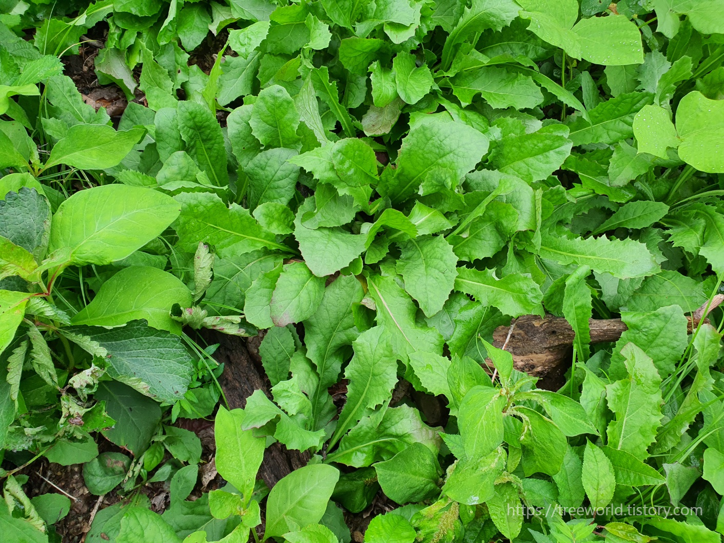 고들빼기 군락지