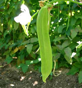 비염에 좋은 작두콩