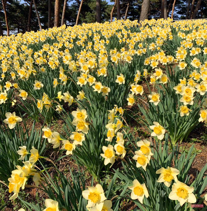 수선화축제-만개시기