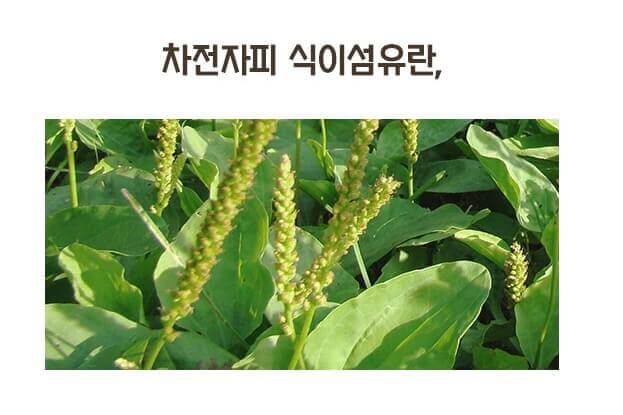 변비 직빵 황금구렁이 원료