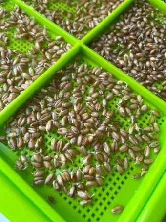 밀 재배 파종 밀도 월동 관리 도복 방지_11