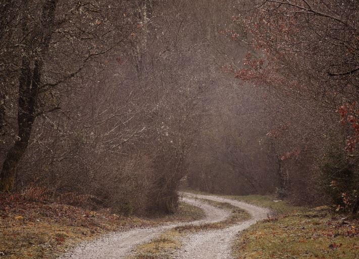 마이크로바이옴과 장 건강: 전반적인 건강에 미치는 영향