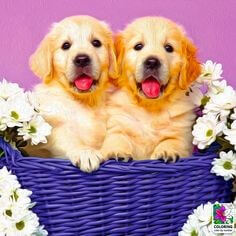 귀여운-강아지-쌍둥이가-하얀-꽃이있는-바구니에-들어가-앞쪽을-보며-나란히-웃고있는-모습
