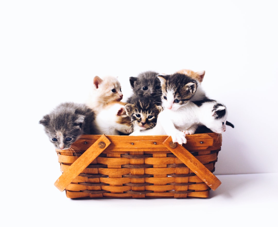Kittens
