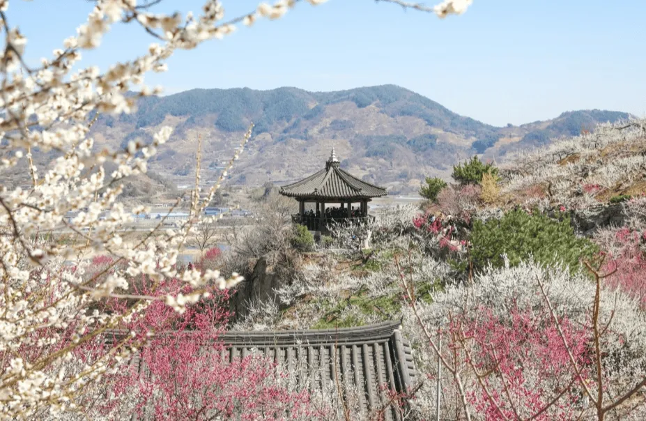 광양매화축제 일정 프로그램 교통편
