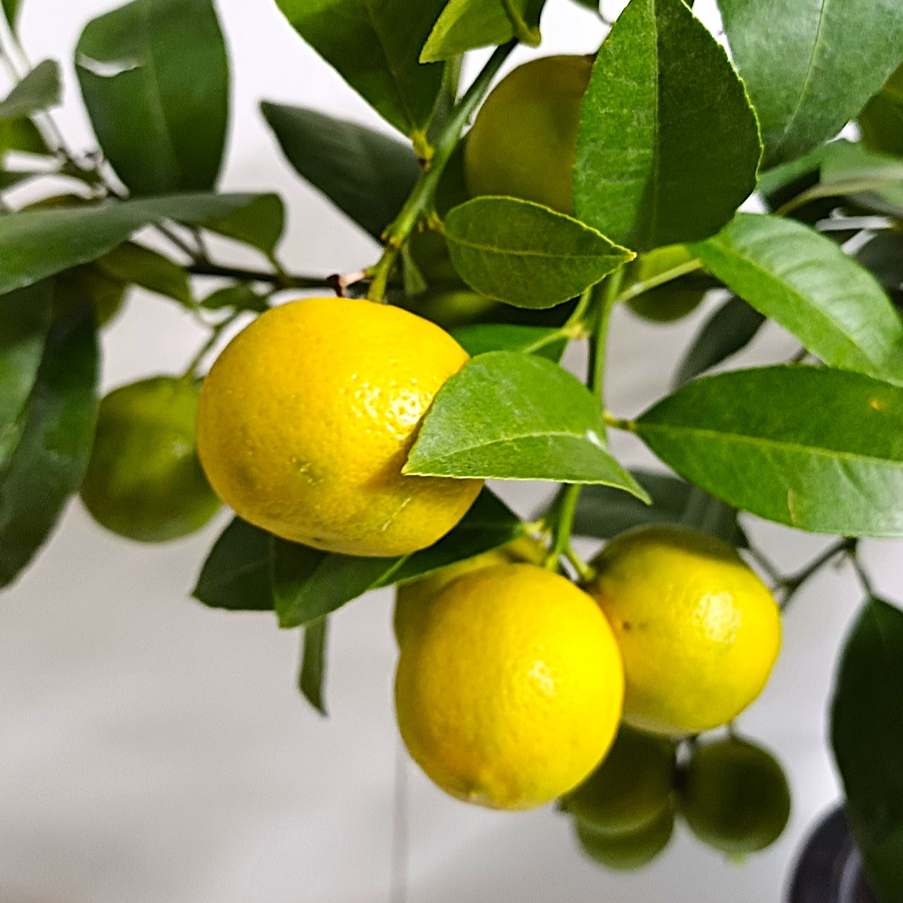 레몬나무 키우기