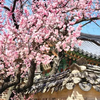 창덕궁 만첩홍매화 개화시기 명소_8