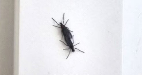 러브버그 예방 방법