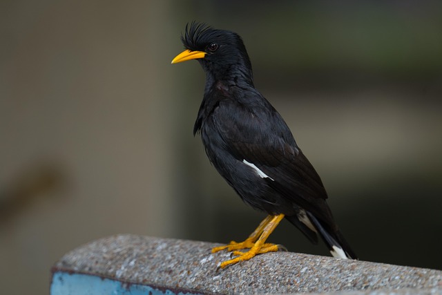 동남아 디지털 노마드 도시들 (발리, 방콕, 다낭 비교)