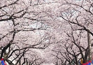 서울-벚꽃-개화시기-1