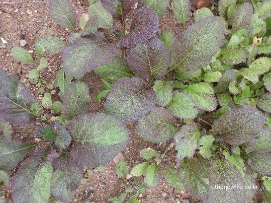 갓 효능 - 보랏색 갓 잎에 풍부하게 함유된 영양 성분과 항산화 물질을 보여주는 실제 밭 사진