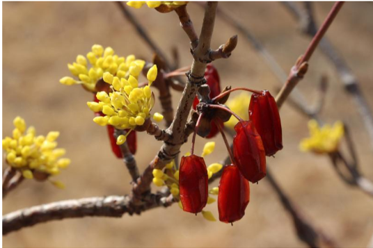 구례 산수유 꽃 축제