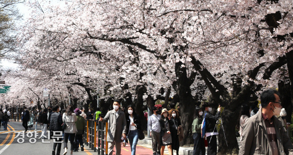 여의도 윤중로 벚꽃 찐후기 ❘ 서울 도심에서 만나는 환상적인 벚꽃 터널