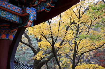 단풍과 함께 즐기는 사찰 여행지 추천 5선_충북 속리산 법주사