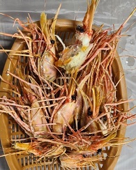 꽃새우머리