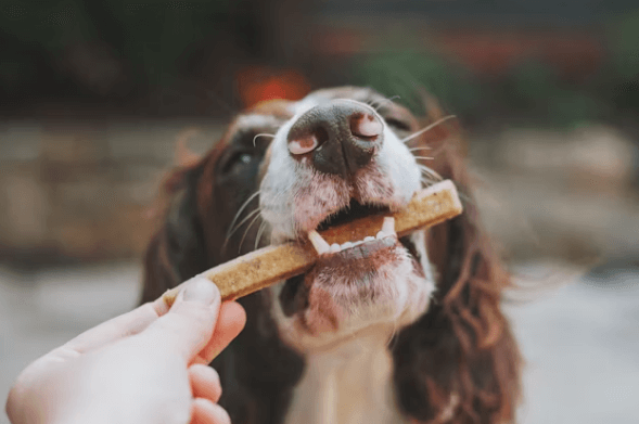 반려동물과 여행&amp;#44; 준비물부터 숙소까지 완벽 정리!