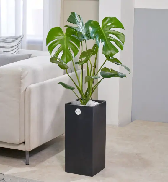 반려식물-몬스테라