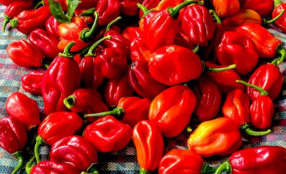 하바네로_부작용