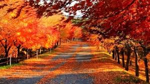 내장산 단풍 절정시기