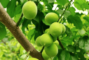 숙취해소효능22