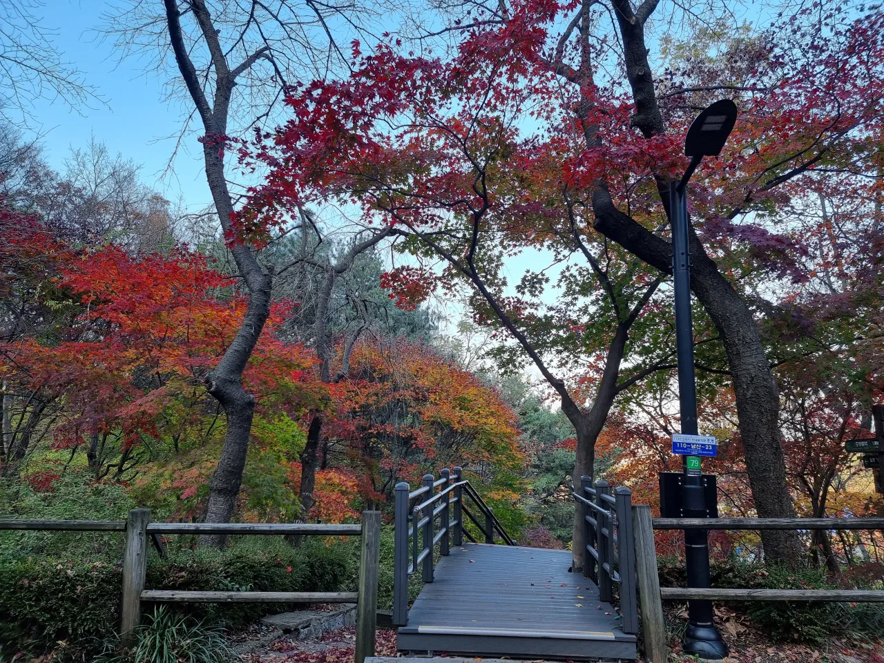 단풍나무-나무-계단