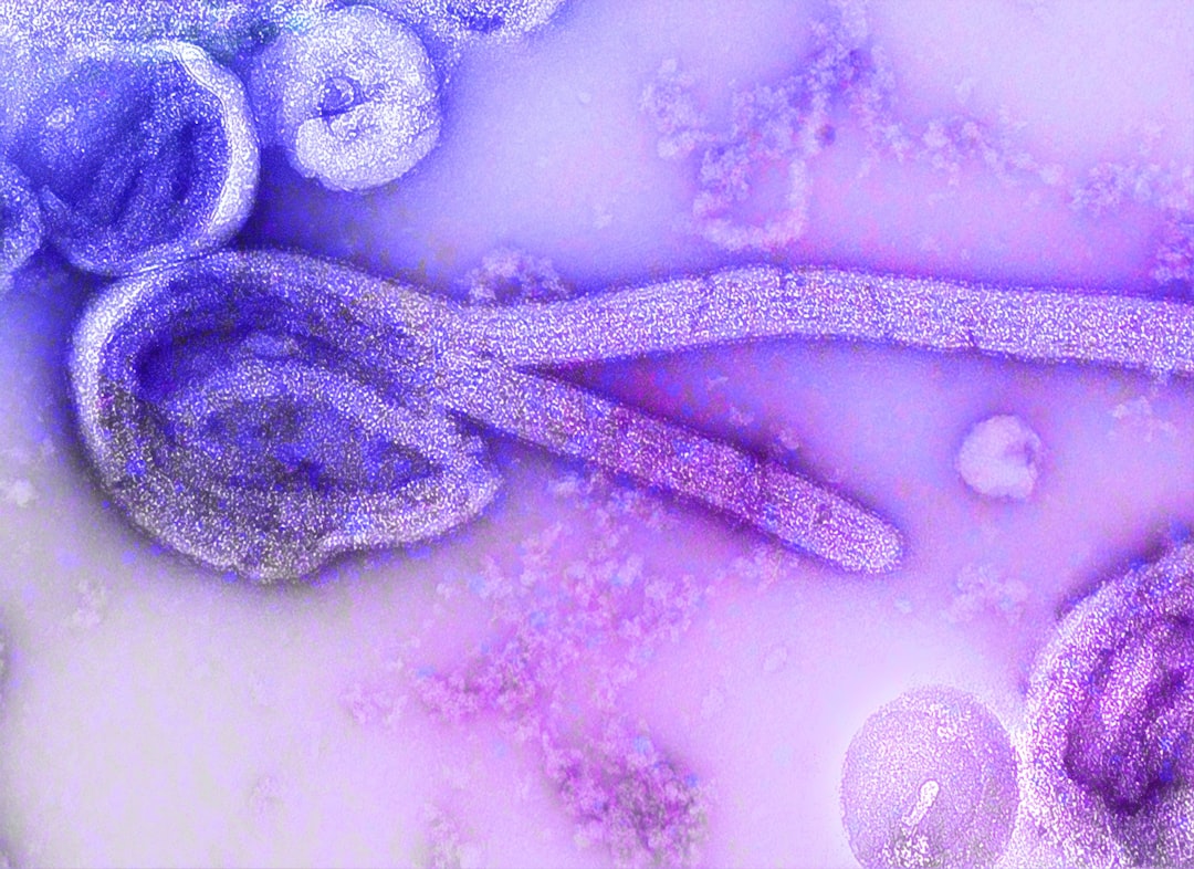 Virus