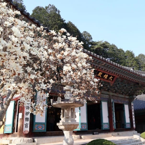 동학사-벚꽃