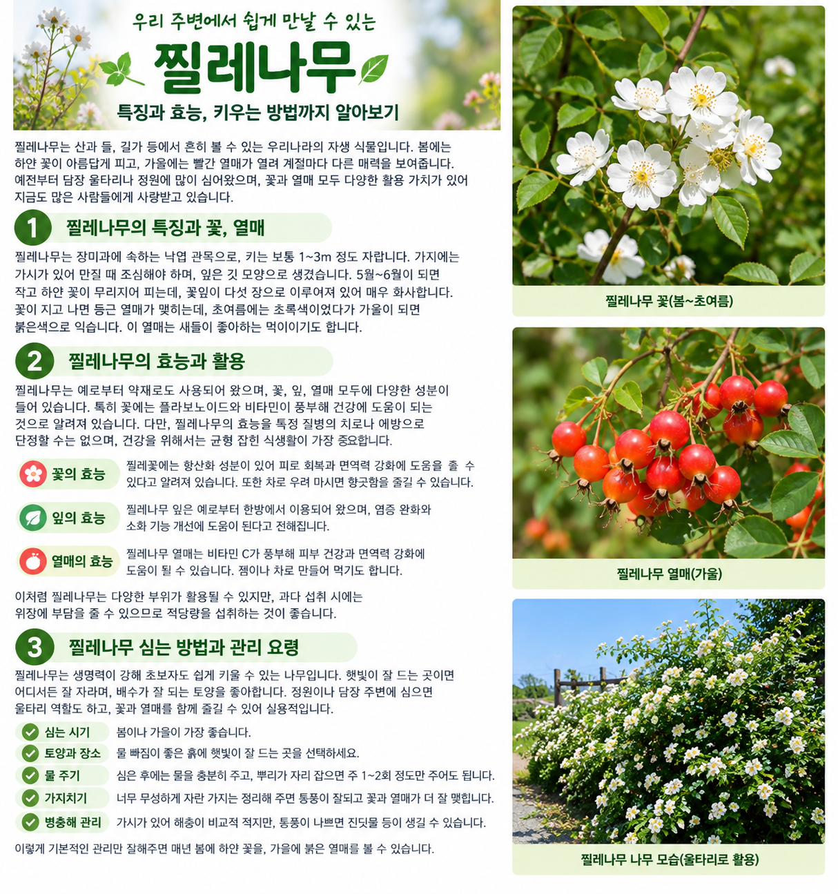 찔레나무 특징과 재배방법, 꽃과 열매 알아보기