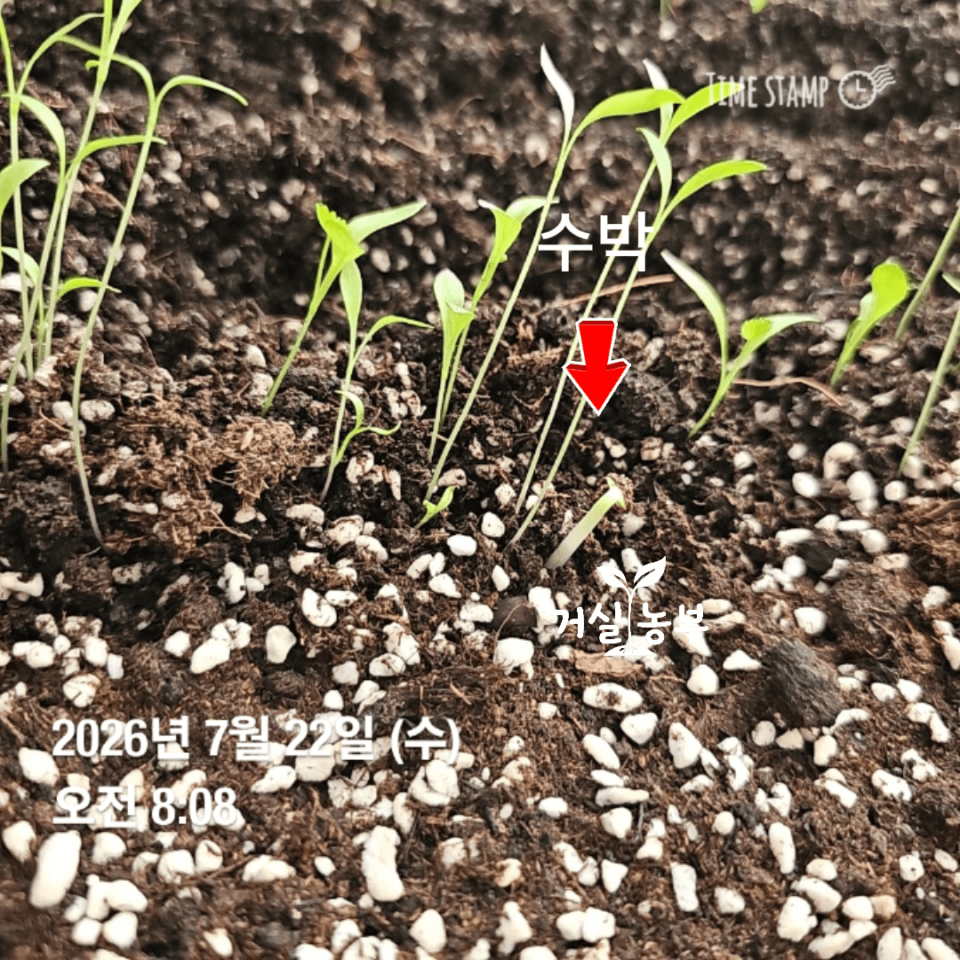 고수 옆에서 막 발아한 수박