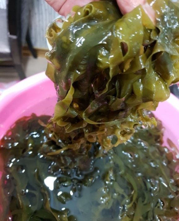 맹골도-자연산-돌미역