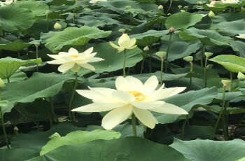 세미원 연꽃축제 연꽃문화제_2