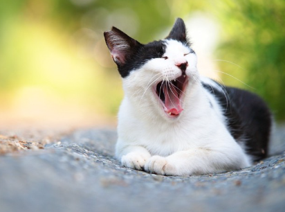 하품하는 고양이 사진.